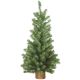 017816035737 24IN CANADIAN PINE TREE