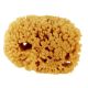 SMALL SEA SPONGE
